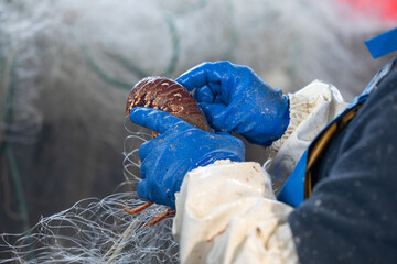 Un pêcheur détache un homard d'un filet