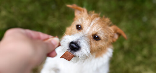 Hand giving snack treat to a healthy dog. Teeth cleaning, pet dental care banner, background. - 743739027