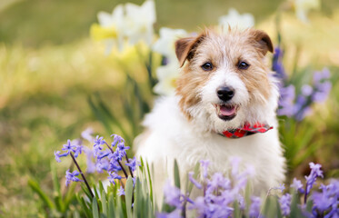 Happy cute smiling dog face in the flowers in spring. Easter background. - 743739046