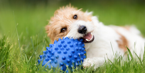 Banner of a playful happy active dog puppy as chewing, biting a toy in the grass in spring