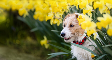 Happy cute smiling dog puppy sitting in daffodil flowers in spring. Easter banner.