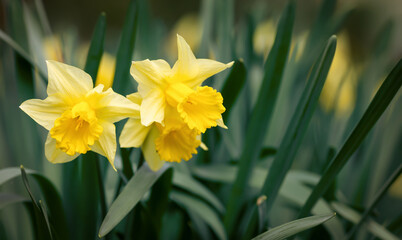 Yellow easter blooming daffodil flowers. Spring forward, springtime floral banner or background.