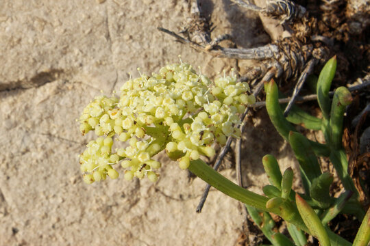 Close-up shot of the blooming flowers of Crithmum maritimum. Marseille, Les Goudes, France.