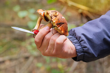 Nature of autumn forest. Hand hold the fresh delicious mushroom. Collect of forest mushrooms. Brown mushrooms. Sunny day.