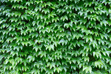 Beautiful composition with green ivy leaves covering a wall. Makes a nice abstraction.