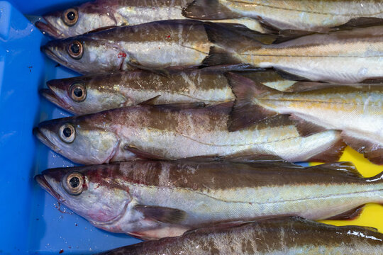 Poisson ( lieu jaune ) fraichement p&ecirc;ch&eacute;s.
