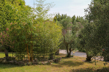 Typical garden in a Provencal villa in Arles, Bouches-du-Rhône, Provence, France. Bamboo, lawn,...