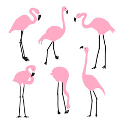 Set of pink flamingos. Exotic birds in different poses. Isolated on a white background. - 743743006