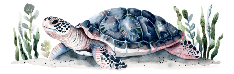 sea turtles swimming in the ocean.