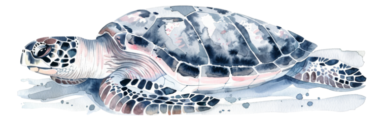 sea turtles swimming in the ocean.