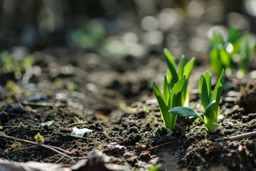 Brotes verdes de una planta emergiendo de tierra en primavera - obrazy, fototapety, plakaty