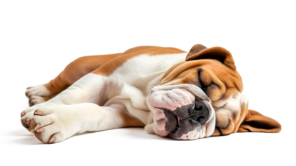 English bulldog  sleeping isolated on transparent background. PNG.	
