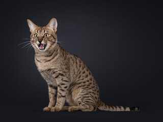 Obraz premium Funny picture of cool Savannah cat, sitting side ways Looking very surprised with mouth wide open beside the camera. Isolated portrait on black background.