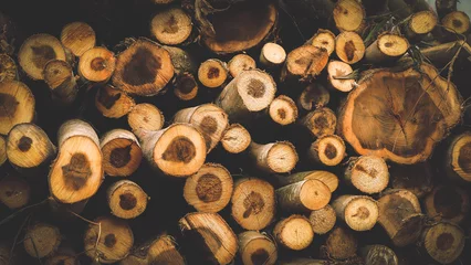 Foto op Plexiglas Background of cut logs close up © Nguyen Duc Quang