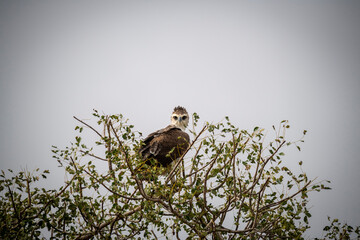 martial eagle, Polemaetus bellicosus, is a large eagle native to sub-Saharan Africa.