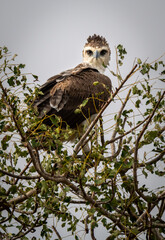 martial eagle, Polemaetus bellicosus, is a large eagle native to sub-Saharan Africa.