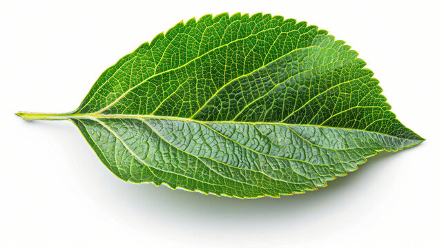 Green leaf of apple tree on a white background.