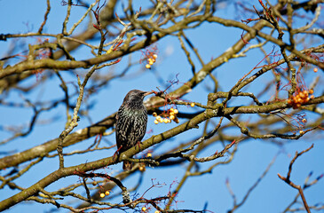 Starlings feeding on winter berries