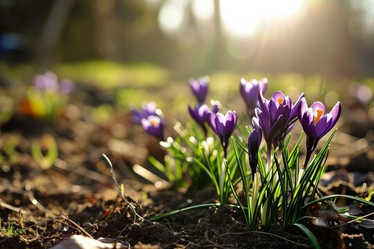 Crocus morados floreciendo en suelo primaveral