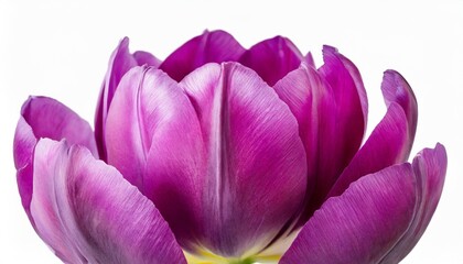 purple tulip flower on white isolated background with clipping path closeup for design studio shot nature