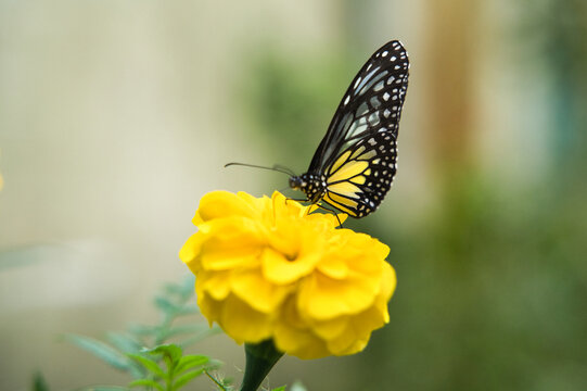Butterfly on Marigold in Malaysian Garden