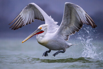 Majestic dalmatian pelican taking off from water surface