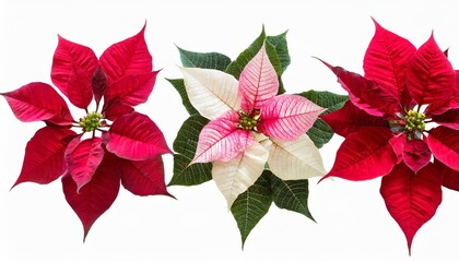 pink red white poinsettia christmas star flower set isolated on white background
