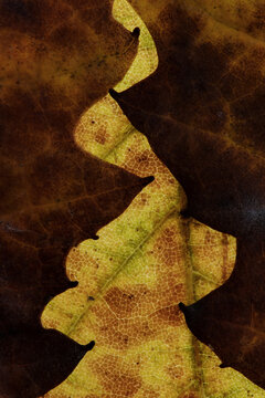 A close-up view showcasing the intricate texture and gradient colors of a common oak leaf transitioning through autumn