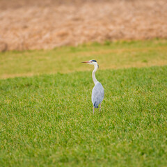 An adult grey heron stand in a fierld  in winter looking for food