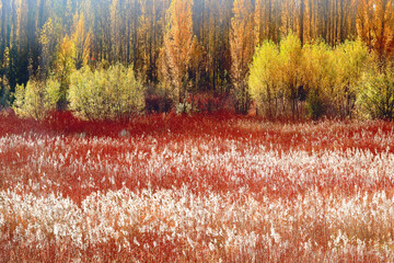 Golden poplar trees towering over a bright red wicker field with fluffy white tips swaying in the autumn breeze
