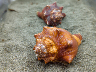 sea snails on the sand of the beach