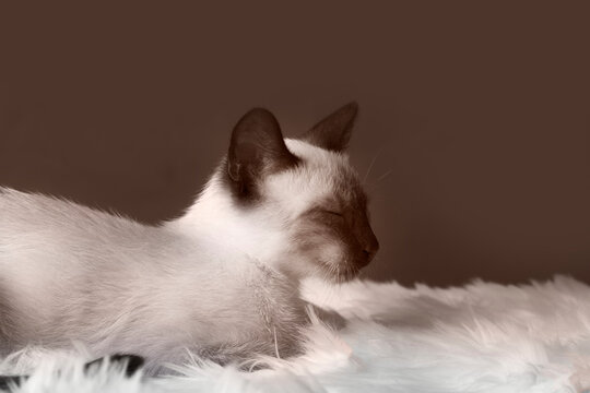 Gato siames