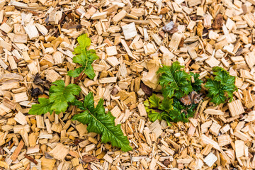 Plans d'acanthes sur paillage de copeaux de bois