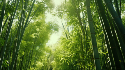 Naklejka premium green bamboo forest