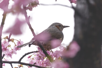Rain, cherry blossoms and chickadees