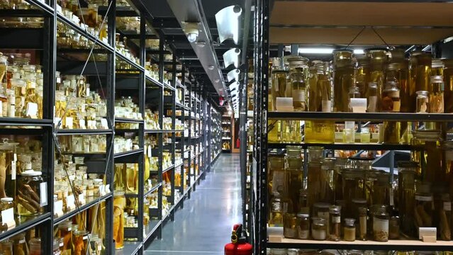 Berlin, Germany, August 10, 2023. At the natural science museum exposition of countless living species preserved in glass jars with preservative liquid. Perspective view with row of shelves.