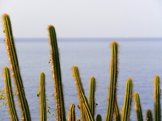 Pilosocereus lanuginosus, caribbean cactus in front of ocean, guadeloupe