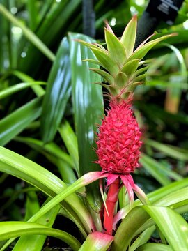 Tropical Fruit Tiny Red Pineapple with Leaves in Garden