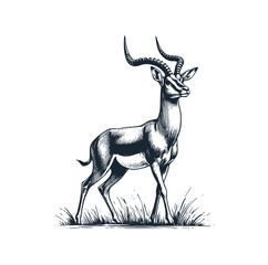The impala. Black white vector illustration.