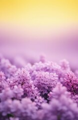 blurred abstract background with spring lilac flowers