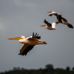  flying pelican in Lake Narkuru