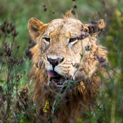 Fototapeta premium young male lion portrait
