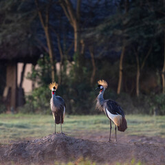 crowned crane in morning sunshine