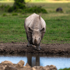 baby rhino by the water