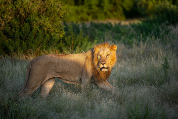 lion family in Samburu, Kenya