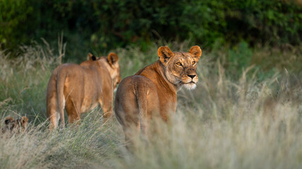 lion family in Samburu, Kenya