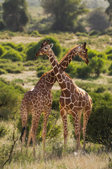 wild giraffe interaction in wild