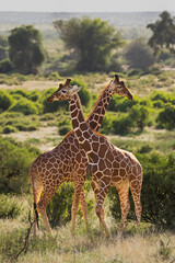 wild giraffe interaction in wild