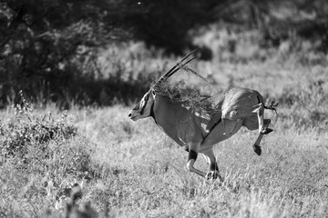 endangered beisa oryx in Samburu Kenya