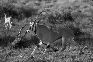 endangered beisa oryx in Samburu Kenya